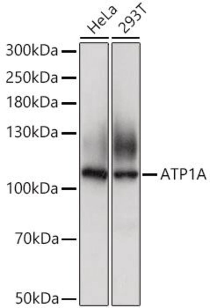 3C71.1, Antibodies.Com