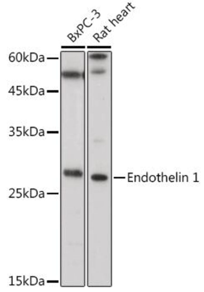 3C73.1, Antibodies.Com
