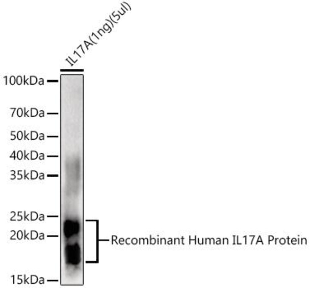 3C74.1, Antibodies.Com
