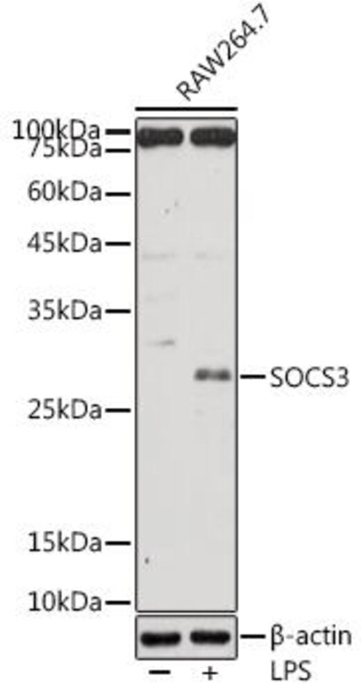 3C75.1, Antibodies.Com