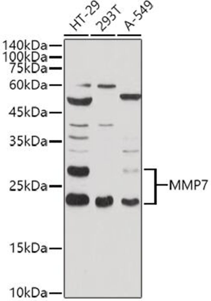 3C76.1, Antibodies.Com