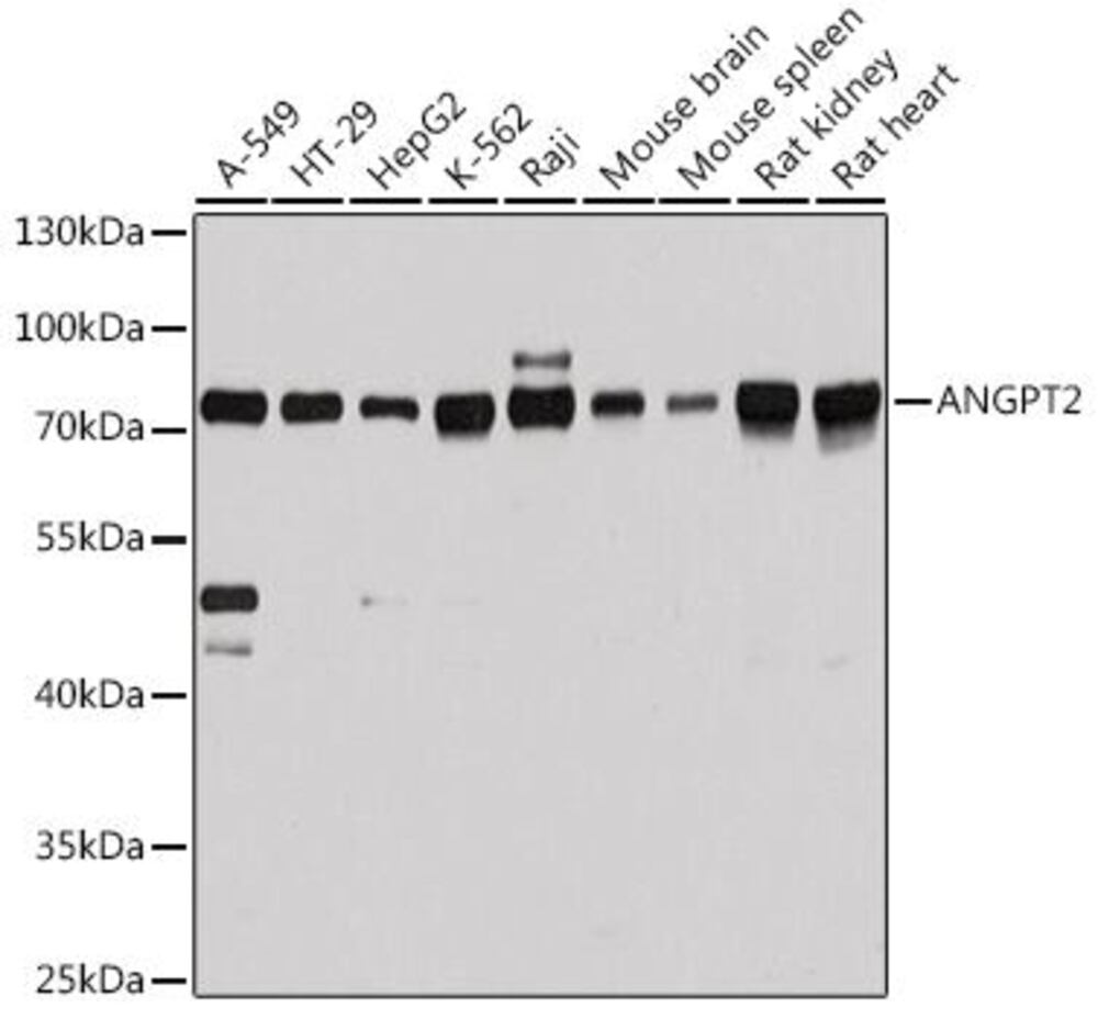 3C77.1, Antibodies.Com