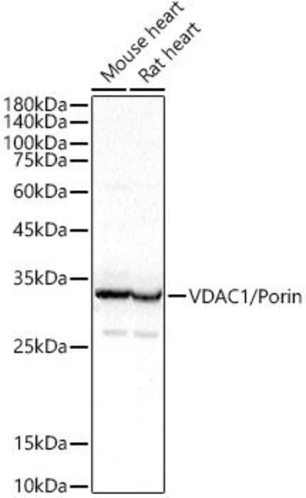 3C78.1, Antibodies.Com