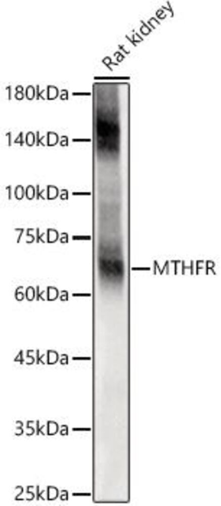 3C79.1, Antibodies.Com