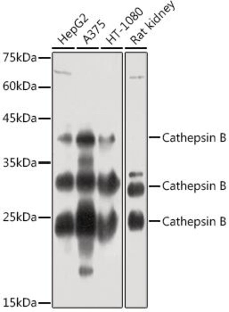 3C7A.1, Antibodies.Com