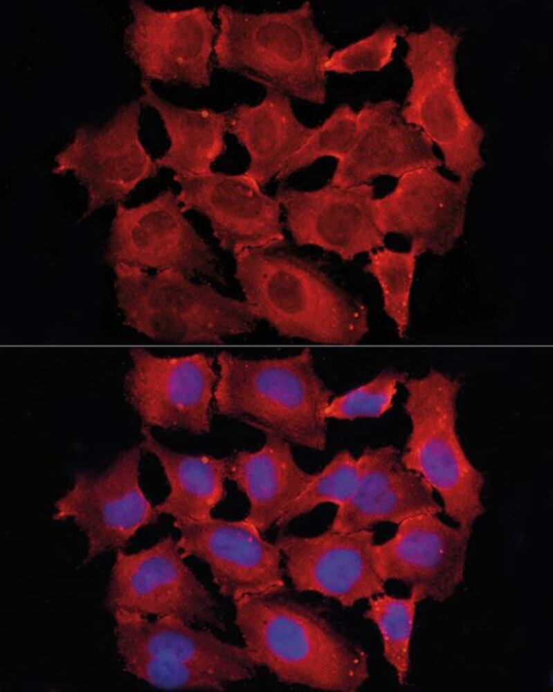 3C7C.1, Antibodies.Com