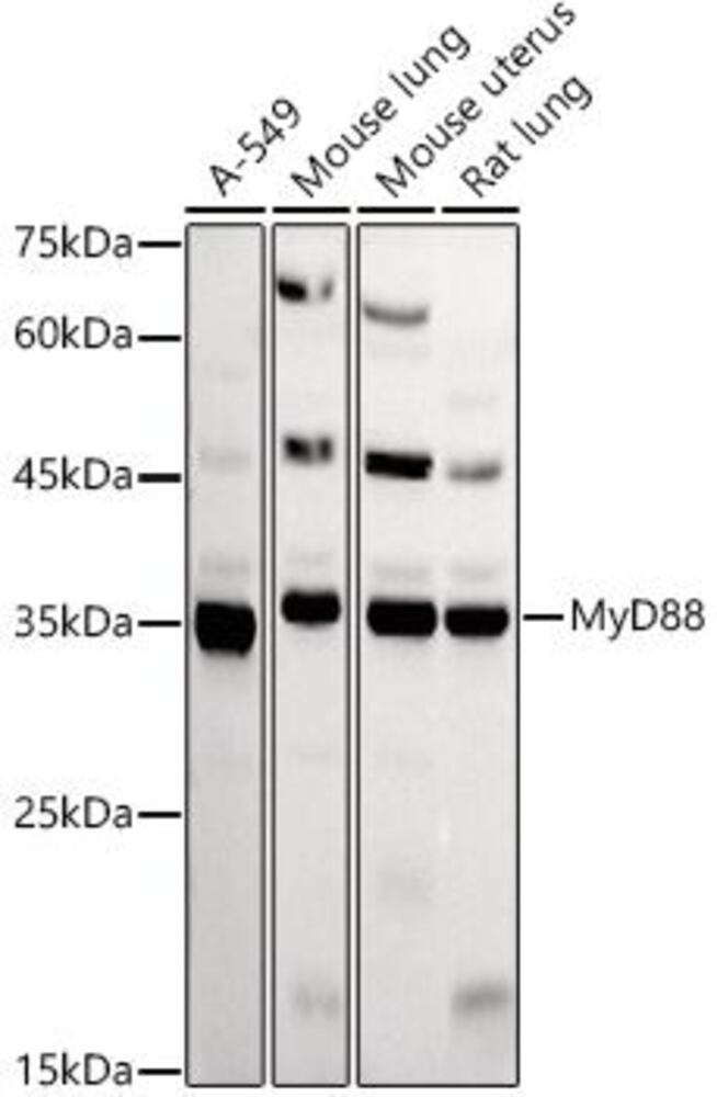 3C7E.1, Antibodies.Com