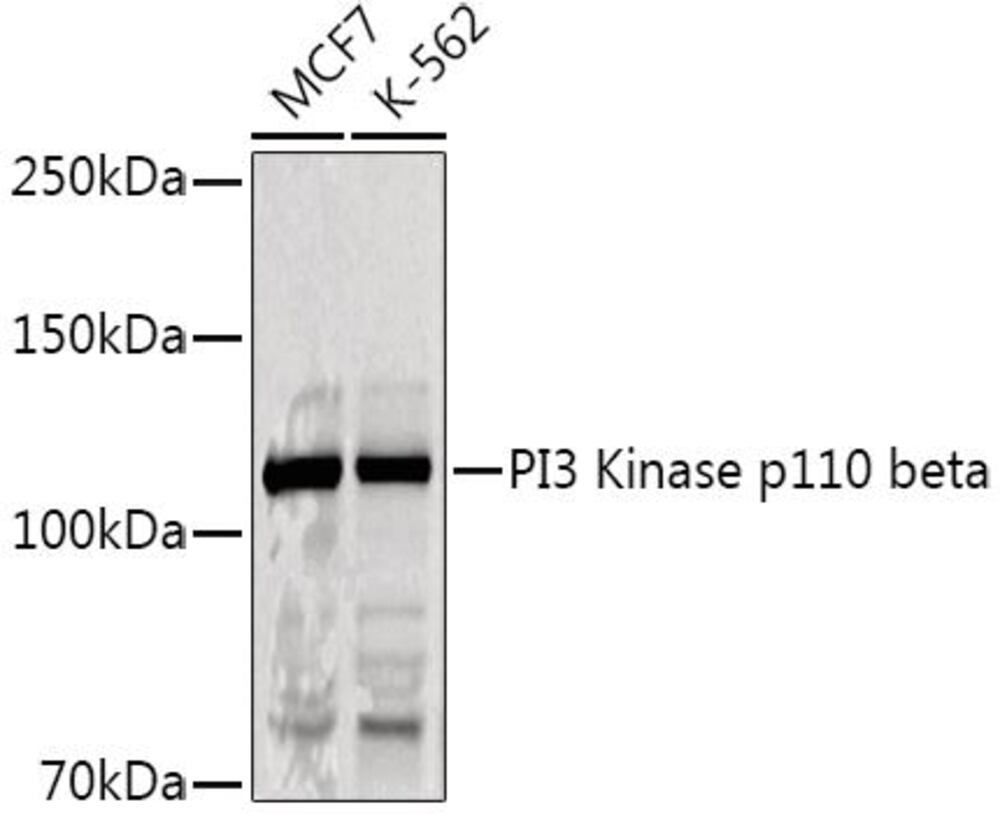 3C7H.1, Antibodies.Com