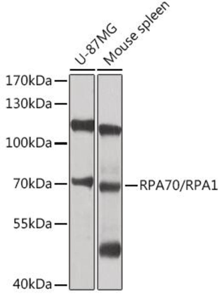 Primary Antibodies