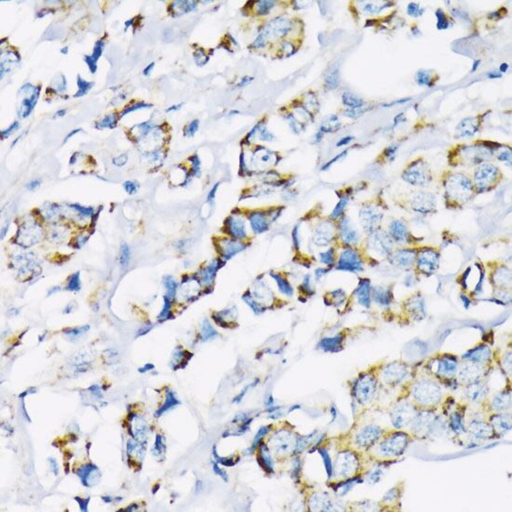 3C7L.1, Antibodies.Com