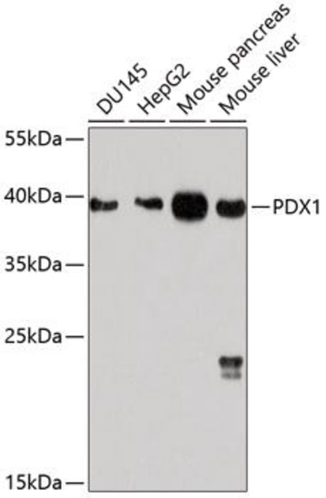 3C7P.1, Antibodies.Com