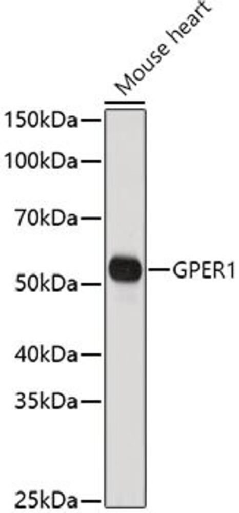 3C7T.1, Antibodies.Com