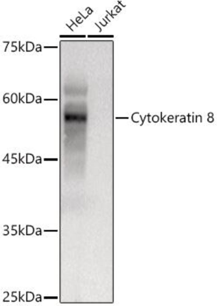 3C7X.1, Antibodies.Com