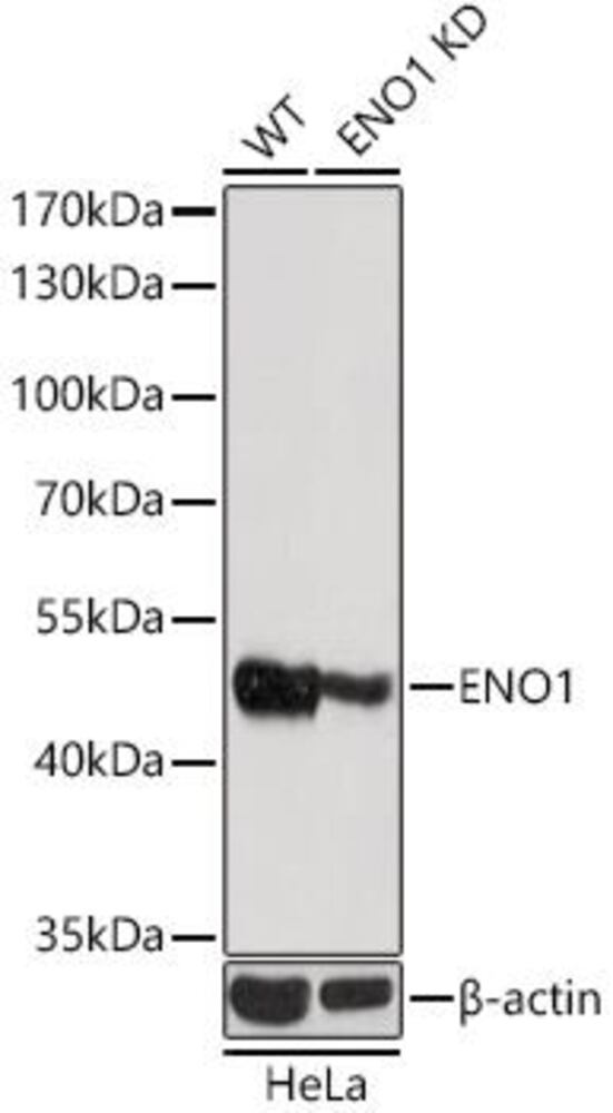 3C7Y.1, Antibodies.Com