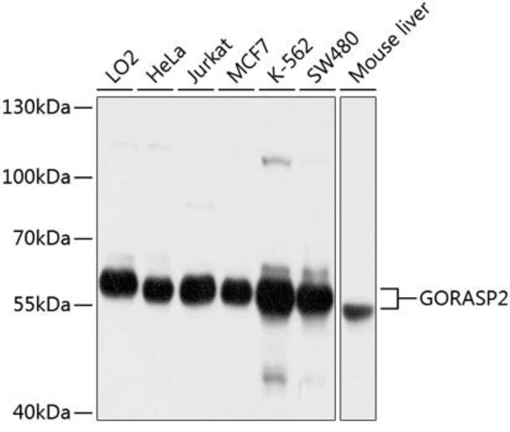 3C80.1, Antibodies.Com