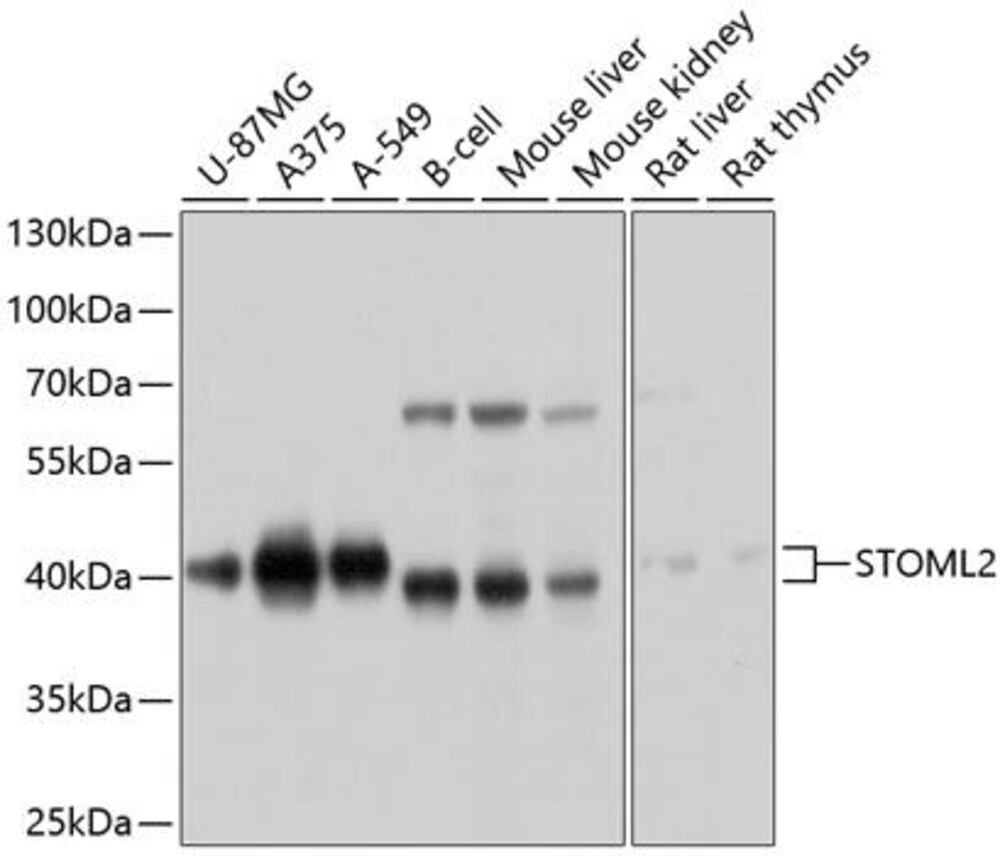 3C81.1, Antibodies.Com