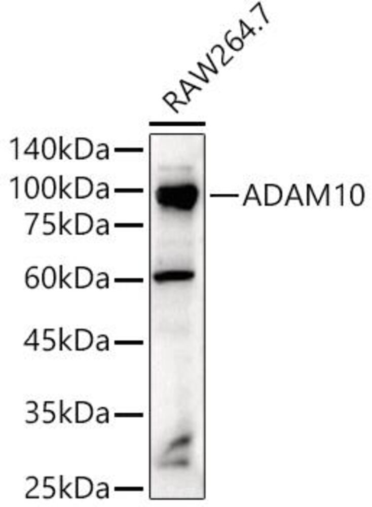 3C82.1, Antibodies.Com