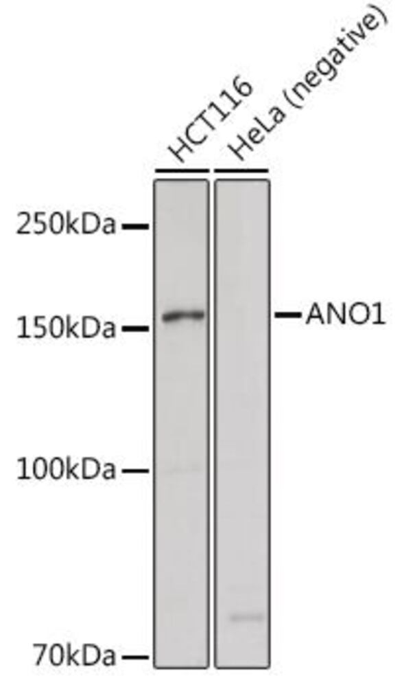 3C83.1, Antibodies.Com