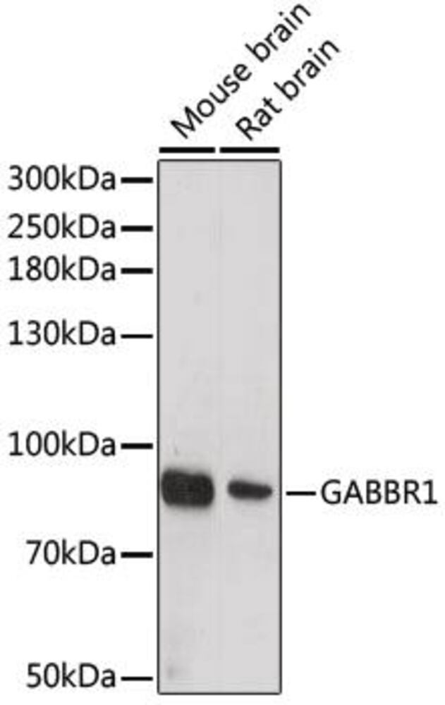 3C84.1, Antibodies.Com