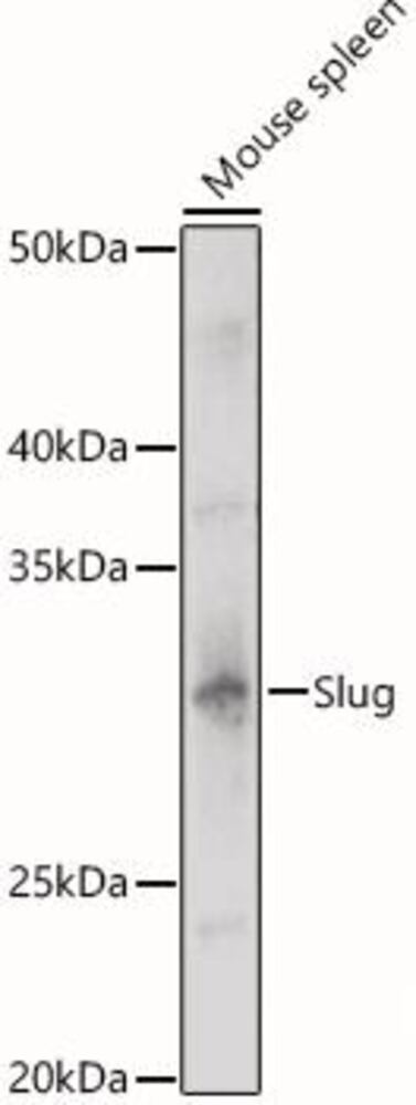 3C85.1, Antibodies.Com