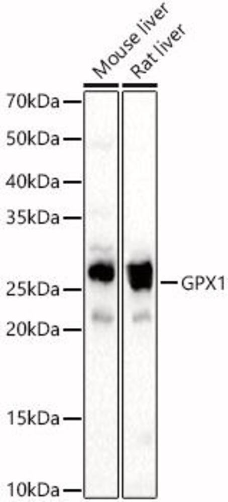 3C86.1, Antibodies.Com