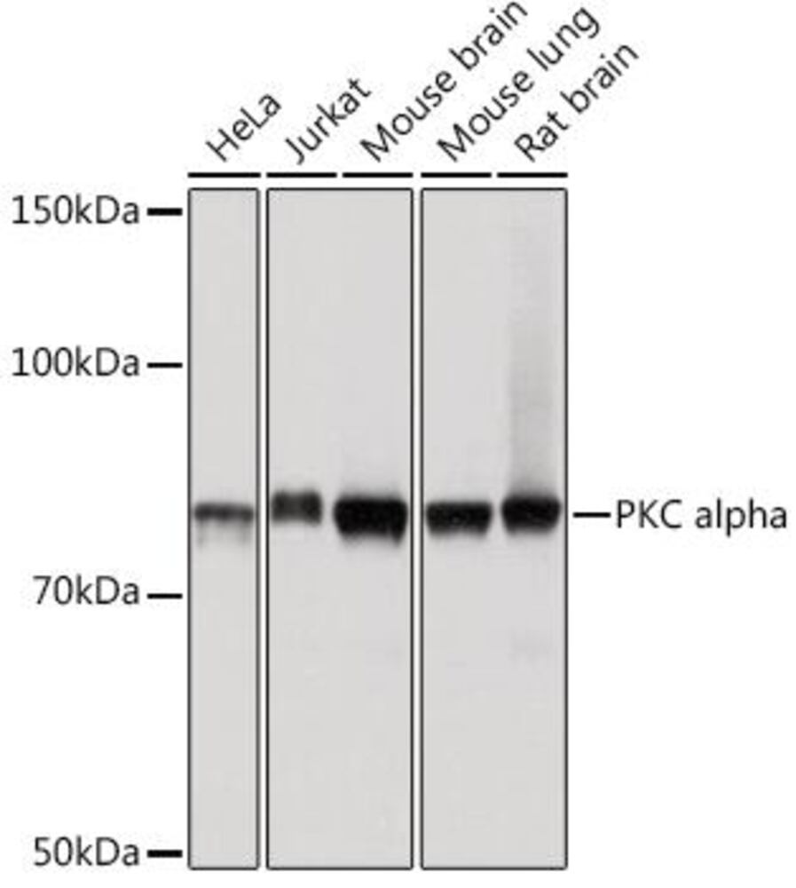 3C87.1, Antibodies.Com