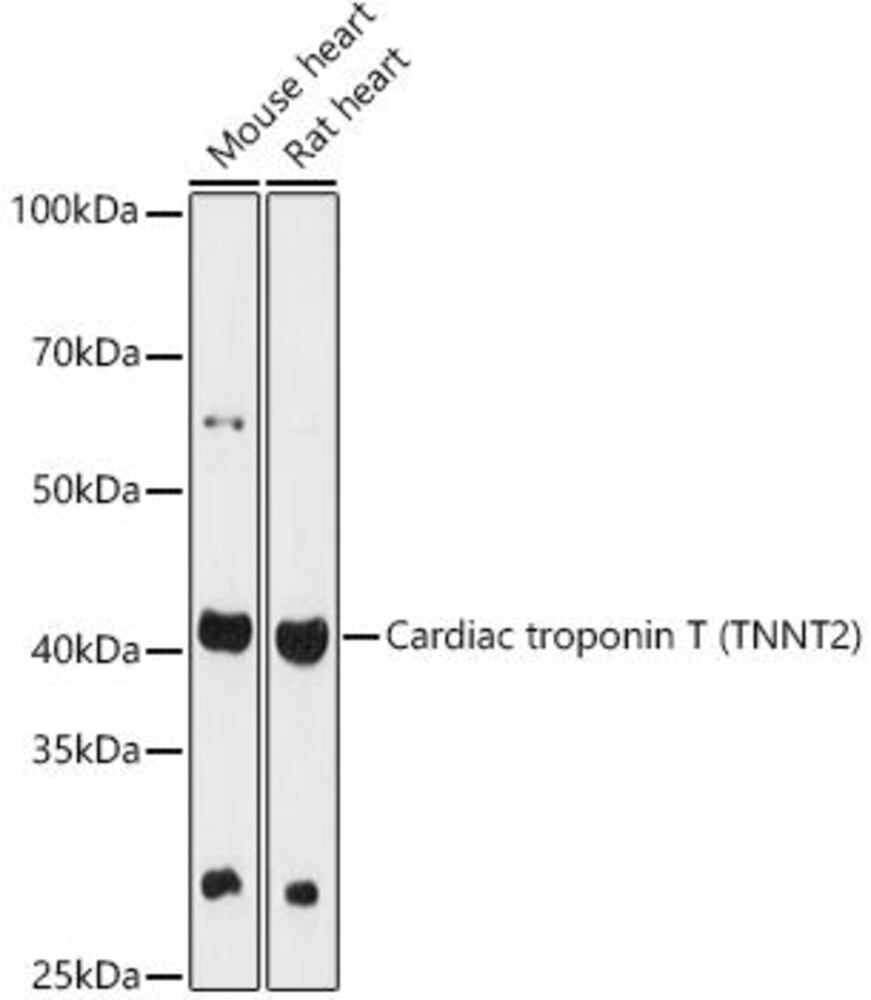 3C88.1, Antibodies.Com