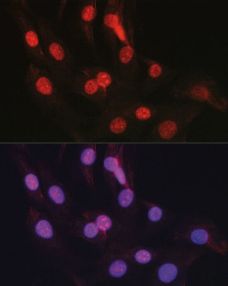 3C8A.1, Antibodies.Com