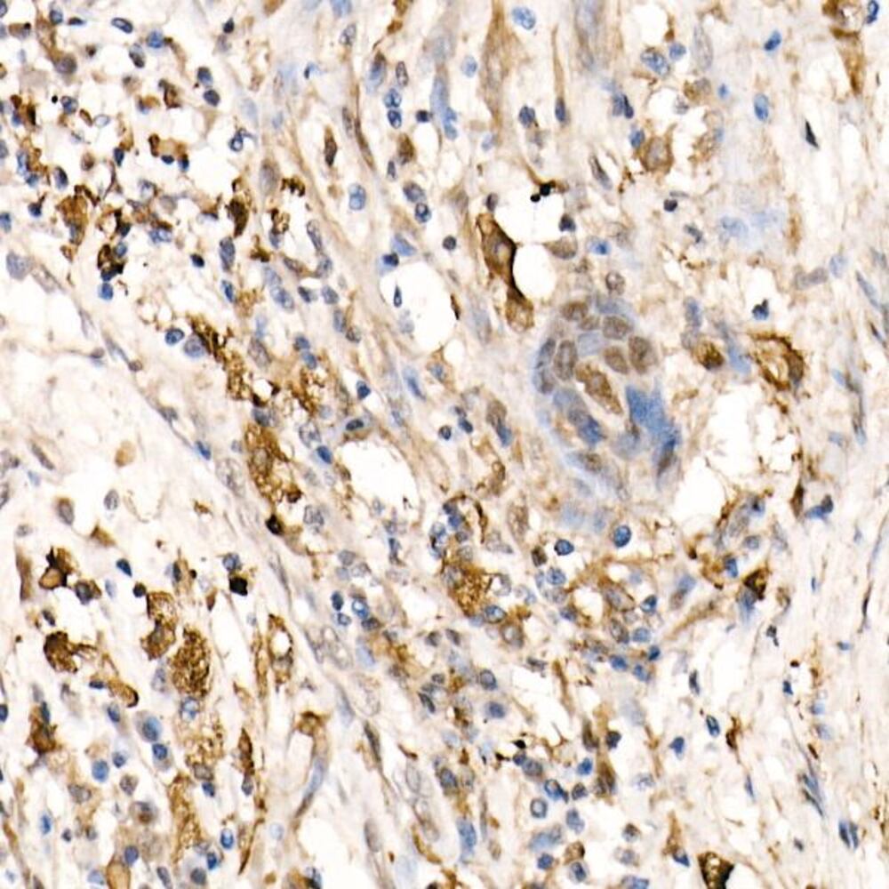 3C8C.1, Antibodies.Com