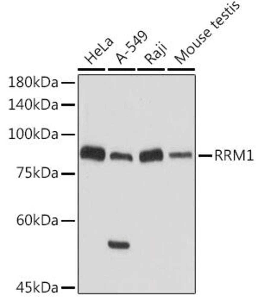 3C8E.1, Antibodies.Com