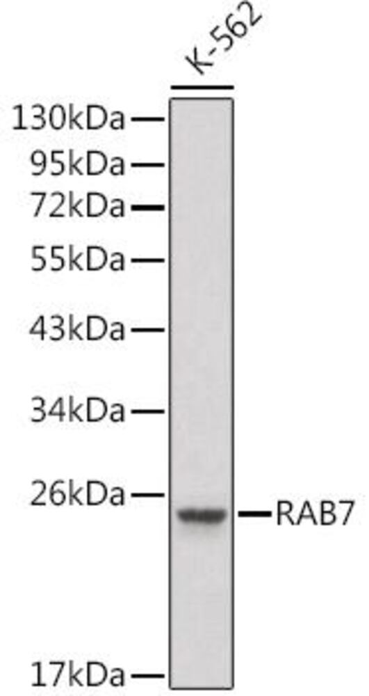 3C8H.1, Antibodies.Com
