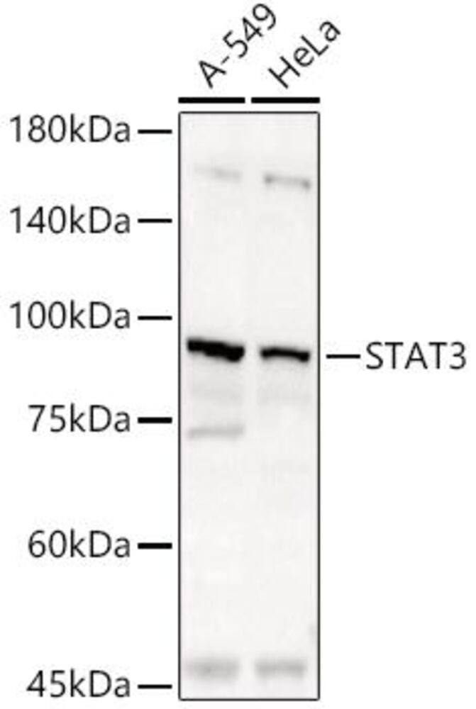 3C8L.1, Antibodies.Com