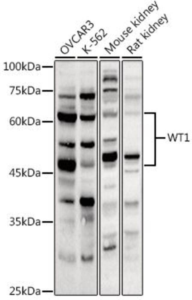 3C8N.1, Antibodies.Com