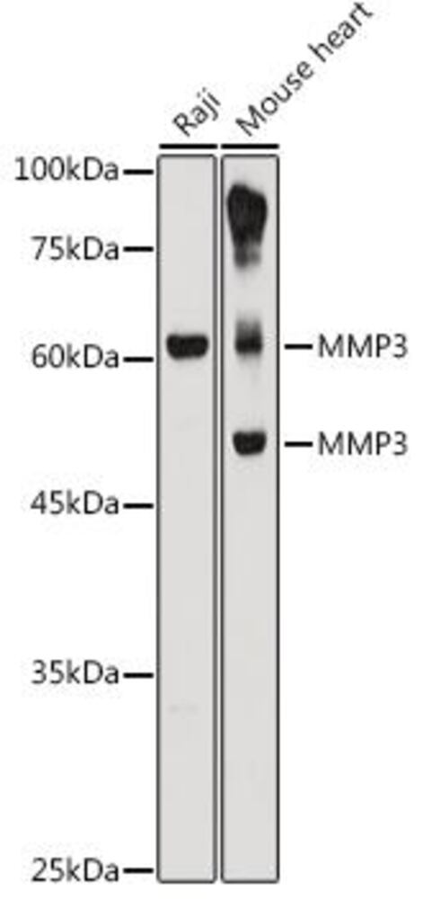 3C8P.1, Antibodies.Com