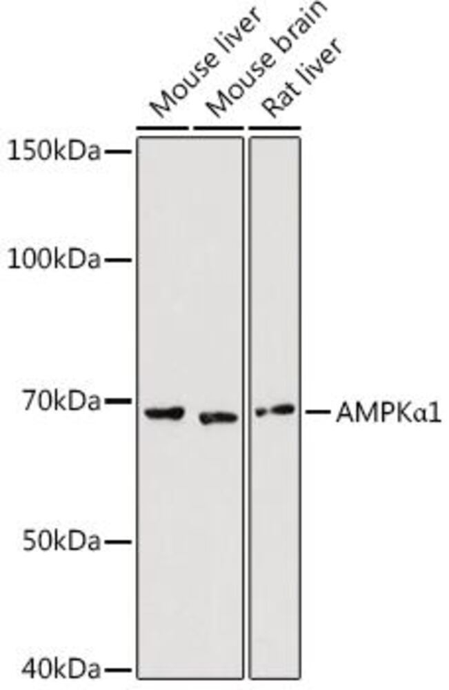 3C8T.1, Antibodies.Com