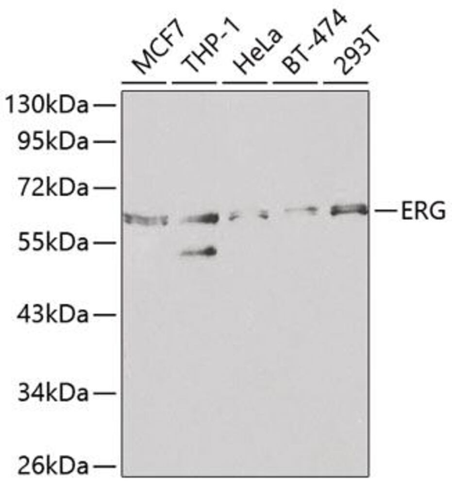 3C8X.1, Antibodies.Com