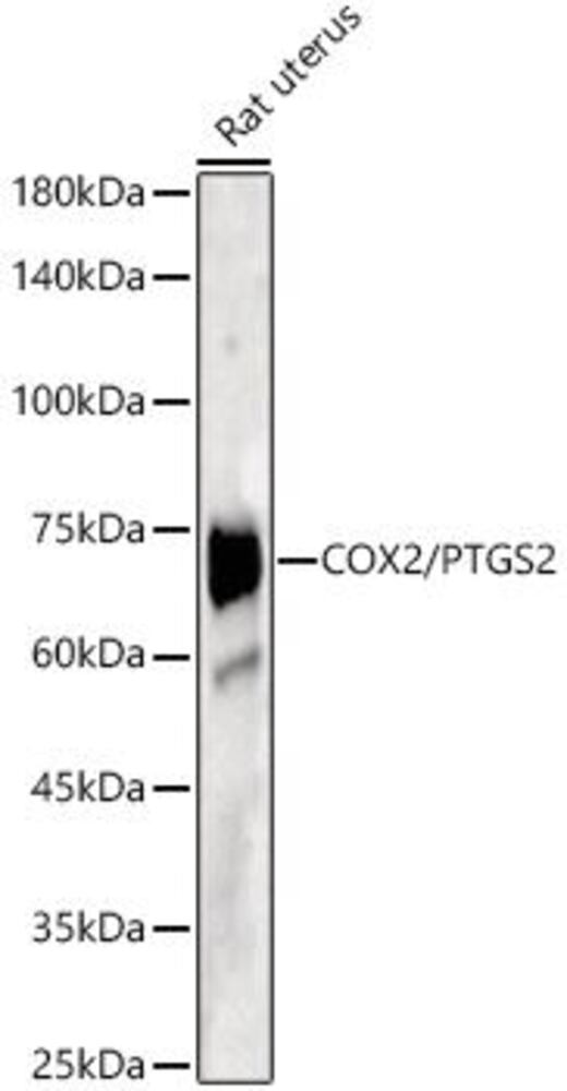 3C8Y.1, Antibodies.Com