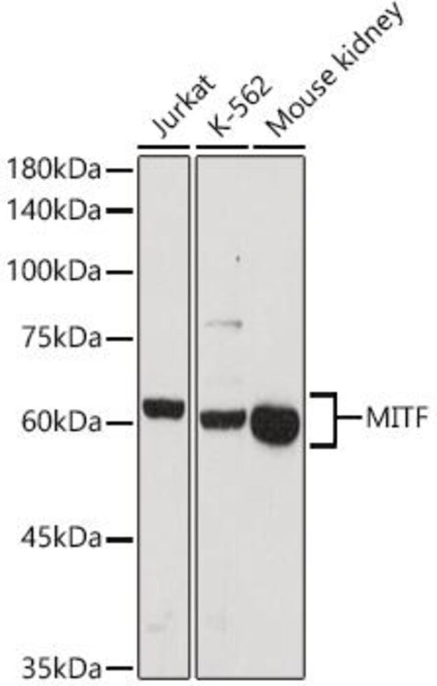 3C90.1, Antibodies.Com