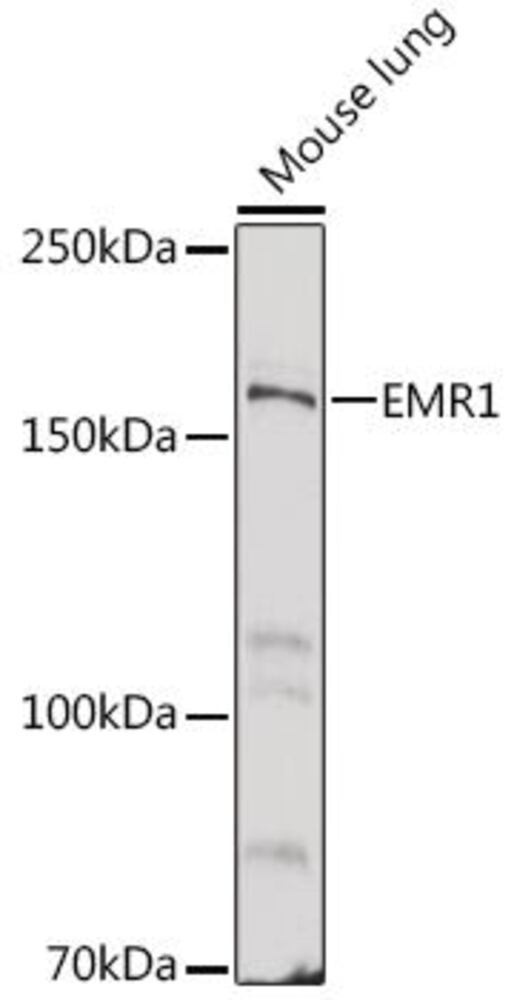 3C91.1, Antibodies.Com