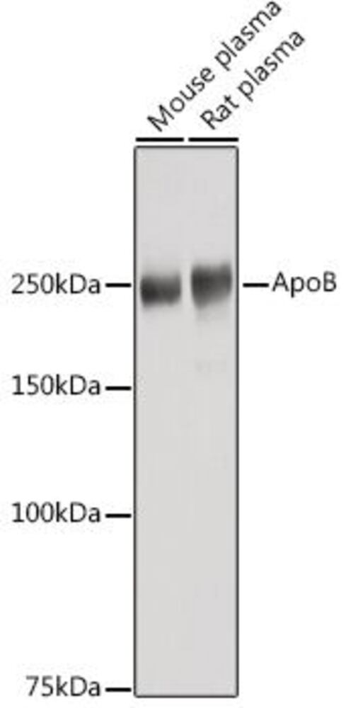 3C93.1, Antibodies.Com