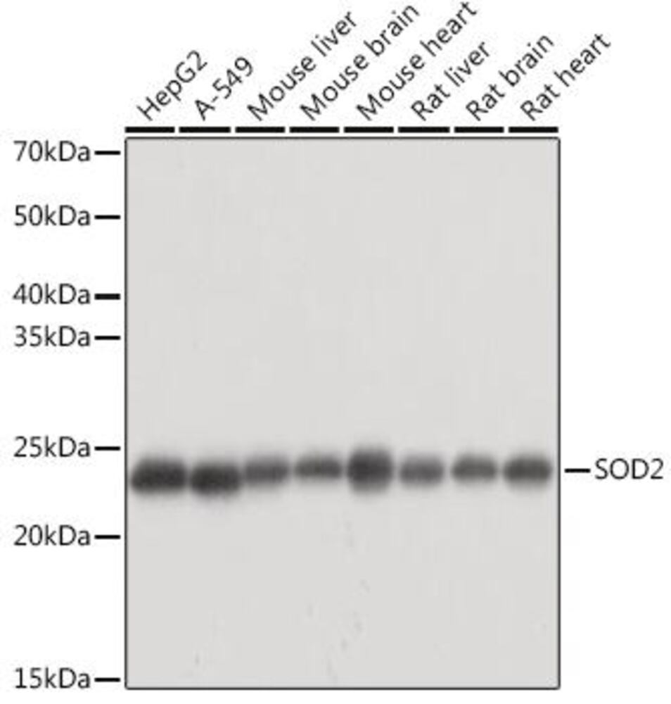 3C94.1, Antibodies.Com