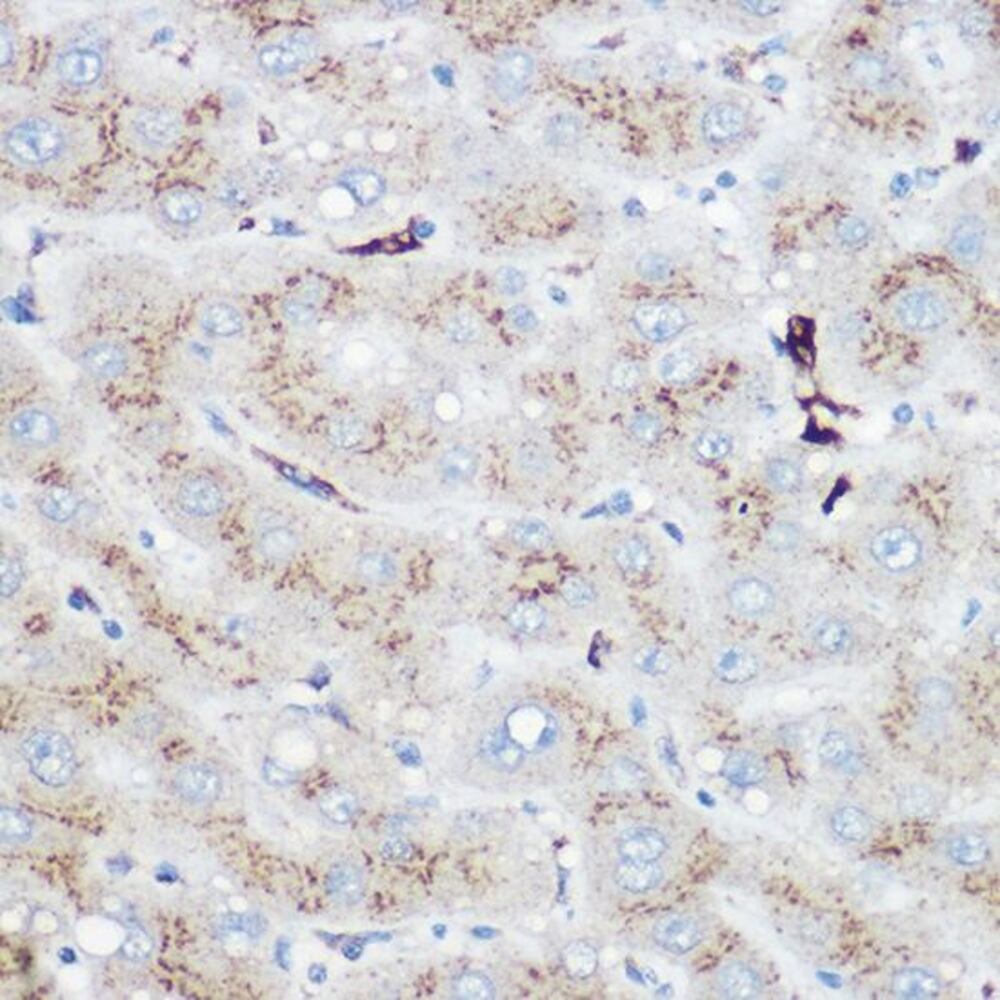 3C95.1, Antibodies.Com