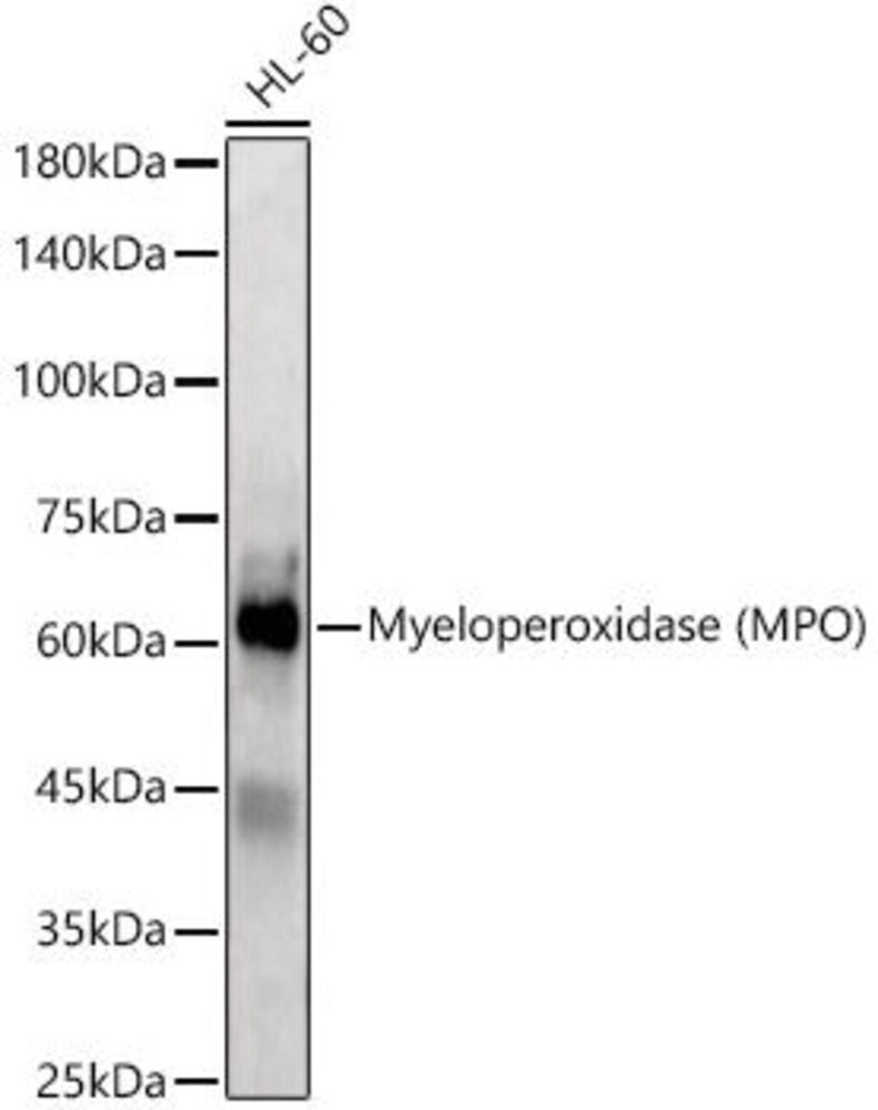 3C96.1, Antibodies.Com