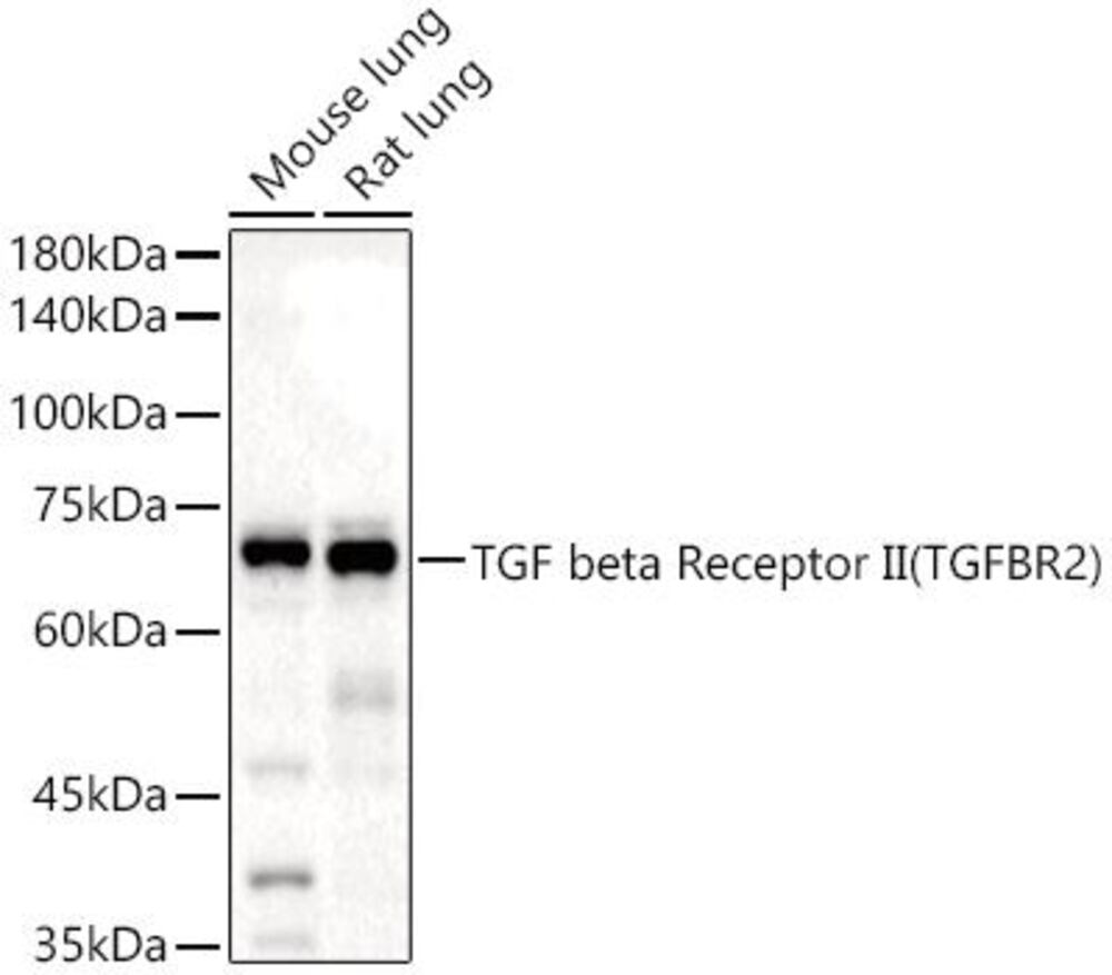 3C97.1, Antibodies.Com