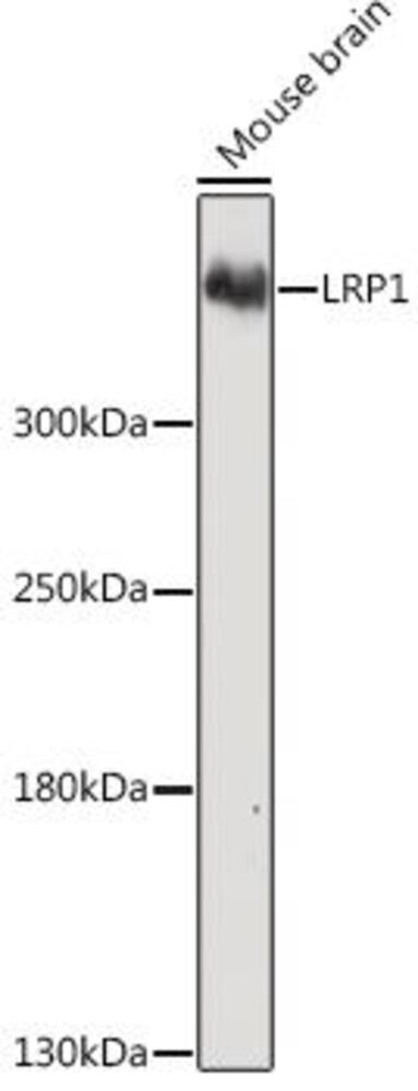 3C98.1, Antibodies.Com