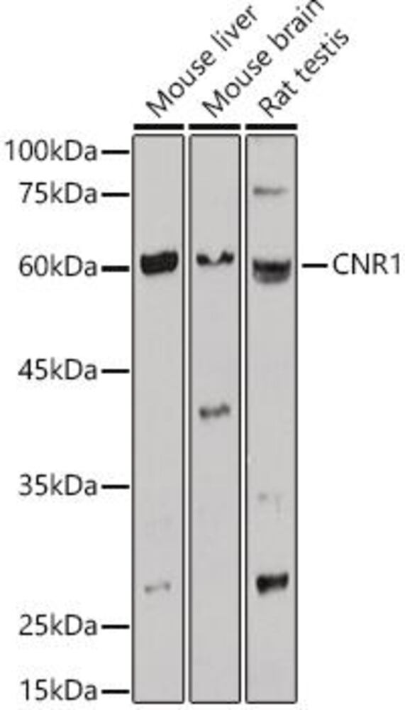 3C99.1, Antibodies.Com