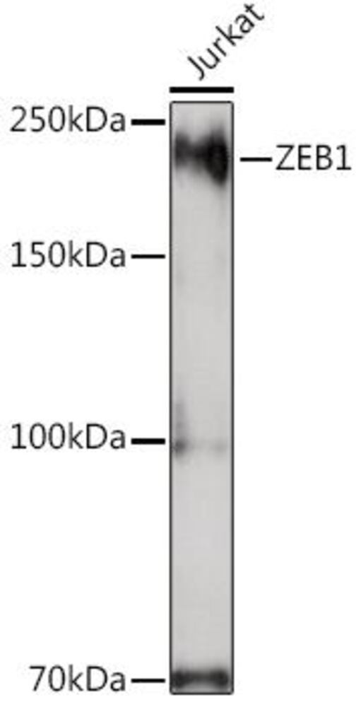3C9A.1, Antibodies.Com