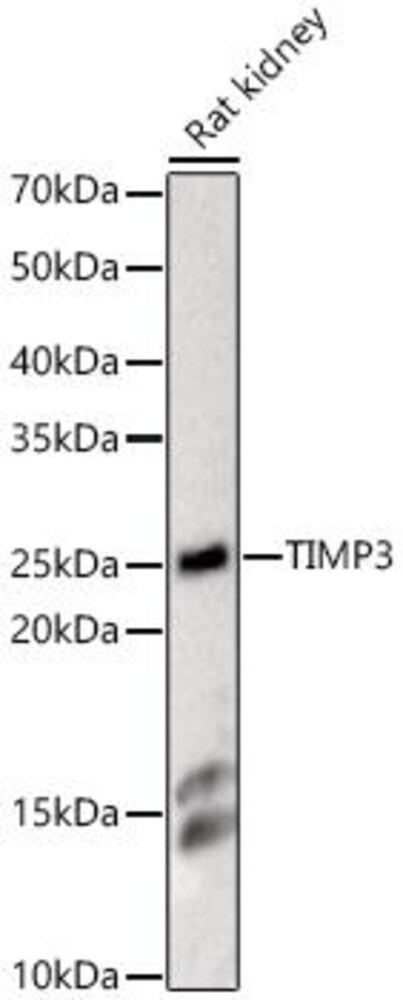 3C9C.1, Antibodies.Com
