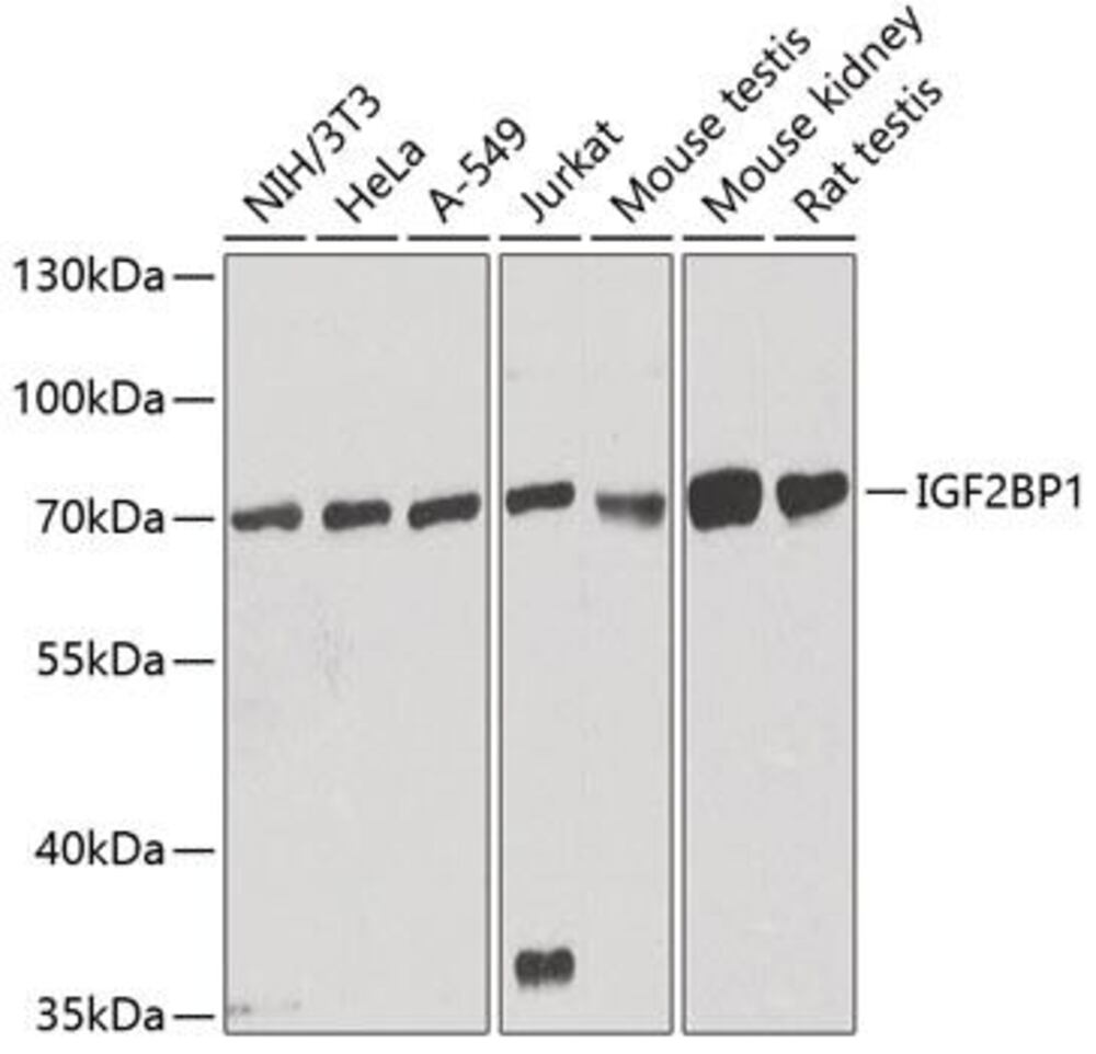 3C9E.1, Antibodies.Com