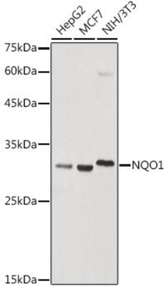 3C9H.1, Antibodies.Com